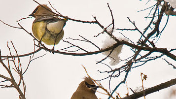 Tree of Life Navajo Rug
