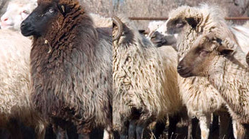 Two Grey Hills Navajo Rug